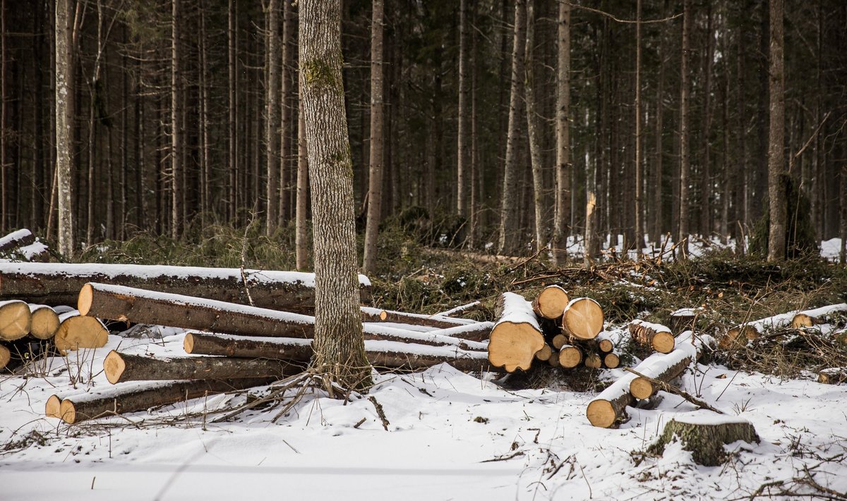 Odav puit jääb Eesti tööstuse jaoks minevikku. Kallis küttepuu on kõrgeks ajanud ka palgi hinna ja Venemaalt enam defitsiiti leevendavaid tarneid ei tule.