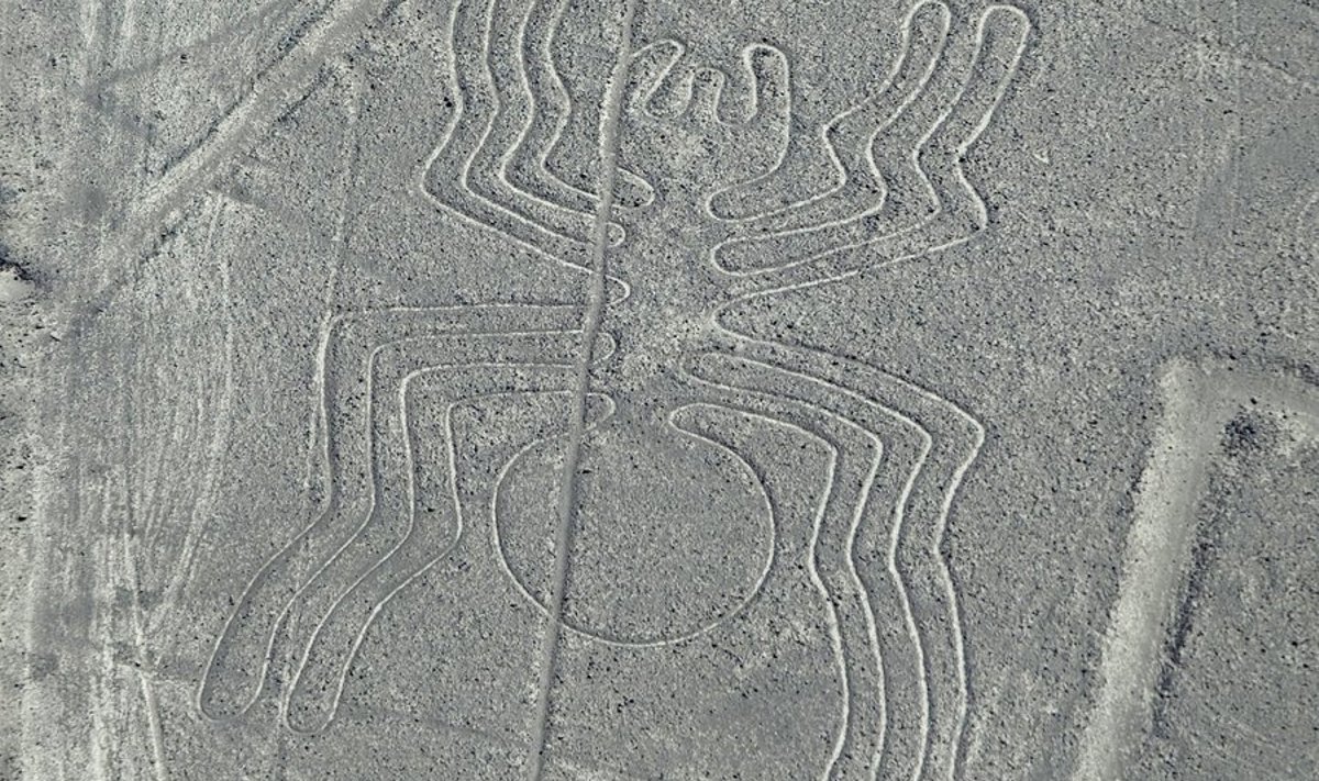 Nazca ämblik