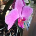 Orhidee: üks mehine naistepäevalill