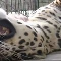 VIDEO: Leopardi hellitamine: nagu paitaks karvast mootorpaati