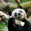 В Гонконге умер самый старый самец панды в мире, по человеческим меркам ему было 105 лет