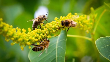 Päästame mesilased! Euroopa Komisjon soovib taastada kahjustunud ökosüsteeme