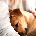 Märka, mida püüab koer sulle või liigikaaslasele öelda: empaatiavõime ei ole ka neile võõras