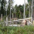 Riigilt ootavad metsaomanikud ja metsasektoris töötavad inimesed vabandust ja vastutuse võtmist