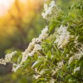 Hästi lõhnavad ja nektaririkkad leedripuuõied annavad toidule imelise noodi