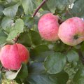 Eesti õuntest valmistatud Jaanihanso siidrid on maailma absoluutses tipus
