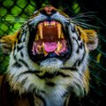 Õõvastav VIDEO | Täielik kaos Hiina tsirkuses! Raevunud tiiger ja lõvi tungisid hobusele kallale