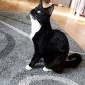 Naljakas VIDEO | Rõngassaba on kass, kellel isikupärast puudust ei tule