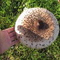 ÜLESKUTSE: Saada foto selle hooaja kõige vingemast seenest!