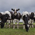 Kuum ilm levitab farmide ümbrusesse sõnnikuhaisu