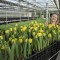 Naistepäeva lilled tulevad järjest enam välismaalt: Eestis on lihtsalt liiga kallis toota