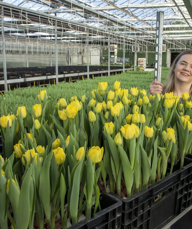 „Pakume kõigile omakasvatatud tulpe, lisaks ka veidi nartsisse ja hüatsinte,“ teatab Pagavere talu peretütar, Rikets aiandi müügijuht Getriin Hermlin kasvuhoones.