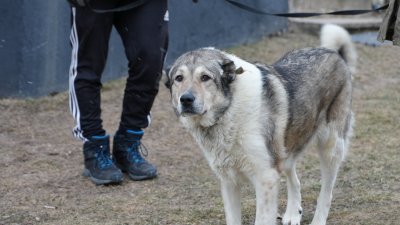 Ukrainast Eestisse saabunud varjupaigaloomad