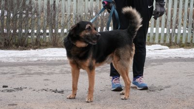 Ukrainast Eestisse saabunud varjupaigaloomad