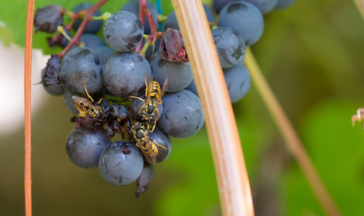 Herilased võivad viinamarjasaagi hävitada.