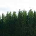Рубить или не рубить: смогла бы Эстония обойтись без лесного сектора, или Зачем нужна вырубка деревьев в лесу?