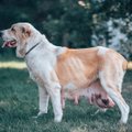 Õhupuudus, väljaheited ja reieluumurd: loomakaitsjad päästsid 27 koera kohutavatest tingimustest