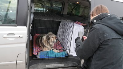 Ukrainast Eestisse saabunud varjupaigaloomad