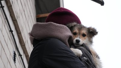 Ukrainast Eestisse saabunud varjupaigaloomad