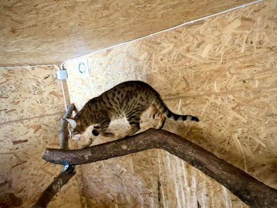 Kasahstanis sündinud ja Eestisse kolinud savannah hübriidkass