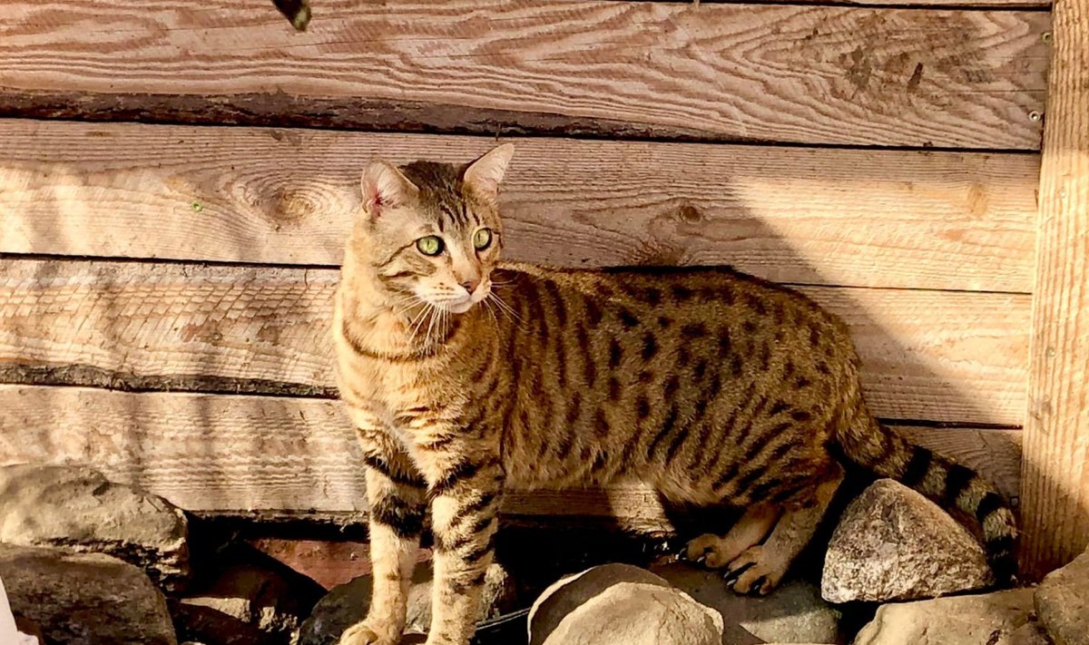 Kasahstanis sündinud ja Eestisse kolinud savannah hübriidkass