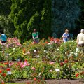 НЕ ПРОПУСТИТЕ! Дни цветущих роз в Таллиннском ботаническом саду