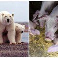 Hiina on asunud aretama sigu, mis on jääkaru suurused