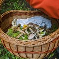 SEENELEEEE ... | Retk metsikussse seenemetsas: mida on sealt suve lõpul leida?