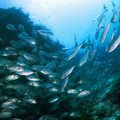 Toksiinid toiduahelas: mida ookeane reostav plastprügi kaladele teeb?