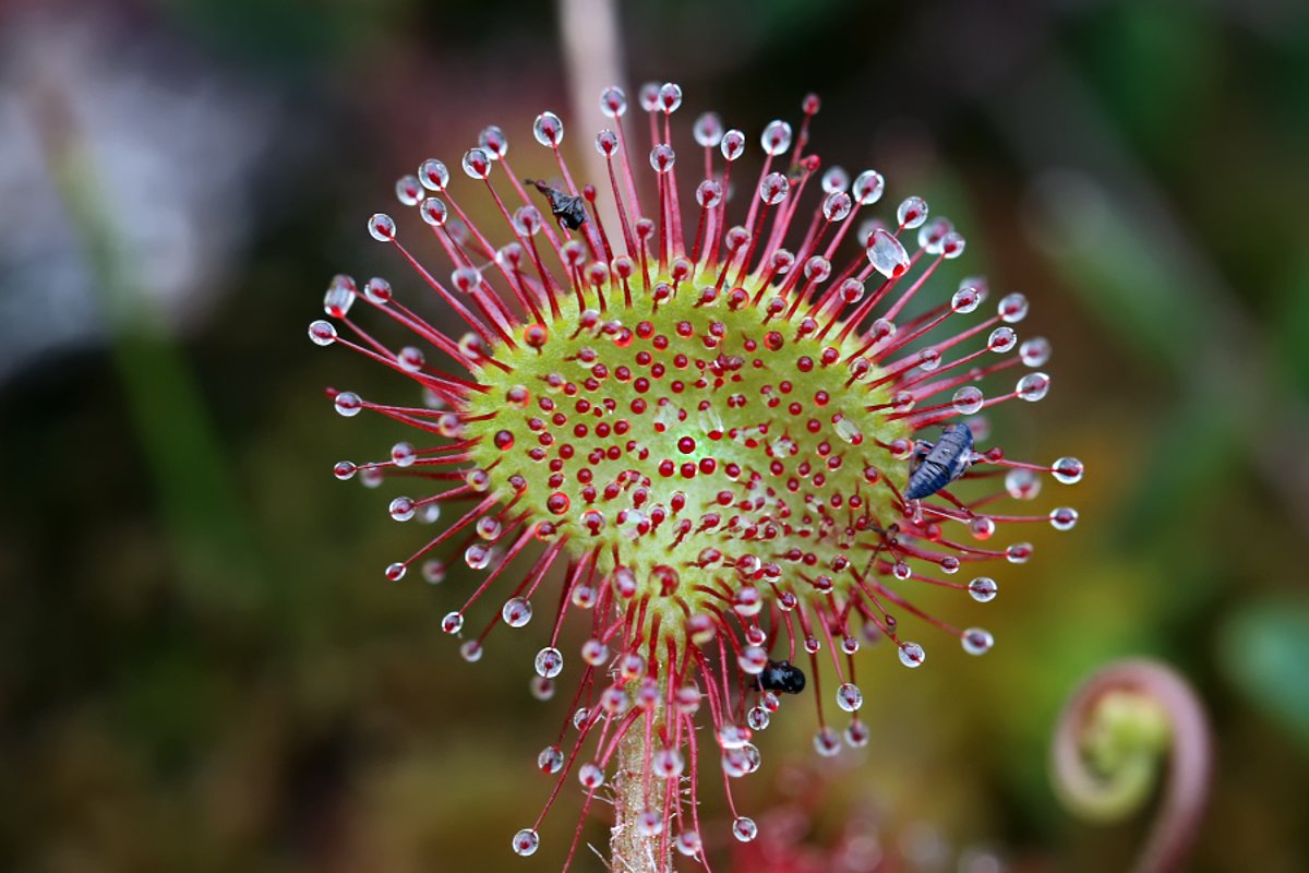 Эстония цветок. Росянка круглолистная - Drosera rotundifolia l.. Растения Эстонии. Эстония цветы. Национальный цветок Эстонии.