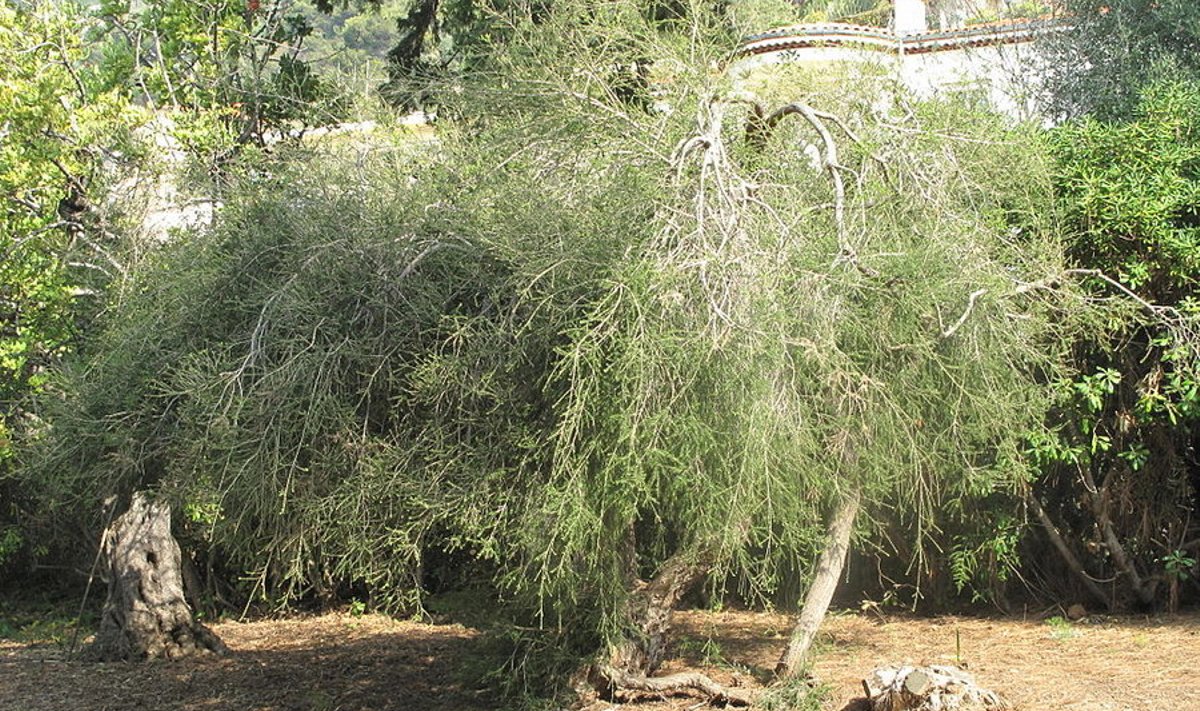 Tee-melaleuka (Melaleuca alternifolia)