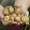 TOIDUVIKTORIIN | Pane ennast proovile: milline kohv on kõige populaarsem, millisesse pastasse pannakse kartulit?