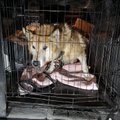 Ehmatav ka loomakaitsjatele: luukereks nälginud kärntõves koer päästeti uberikust jämeda keti otsast