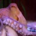 VIDEO: Kaheksajalg Paulil on mantlipärija - vaata, kuidas ennustab Regina USA ja Saksamaa tulemust!