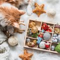 FOTOD | Eva Luigase pühade nipid: säti kodu jõuluehtesse ja tunne end kogu selle kenaduse keskel nagu kuninga kass