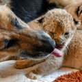 ARMSAD FOTOD | Saksa lambakoer lapsendas lõvikutsikad, keda nende endi ema ründas