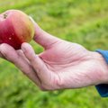 Õunas on rohkem pestitsiidijääke kui teistes puu- ja juurviljades, loe, kuidas see täiesti puhtaks saada