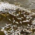 ФОТО и ВИДЕО: Что это было? В Насва море выбросило на берег сотни мертвых рыб