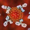 Исследование эстонских ученых показало, что одного лучшего теста на антитела к коронавирусу не существует