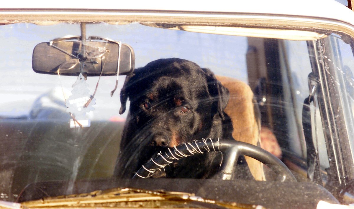 Koer autos (foto on illustreeriv)