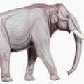 Uus teooria ühendab kaks levinud hüpoteesi, et miks mammutid välja surid