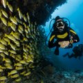 Какая красота! Лучшие подводные фотографии 2022 года по версии премии Through your lens