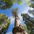 Eestis kasvav 380-aastane Kuningamänd jahib Euroopa aasta puu tiitlit