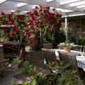 Möödunud aasta kauneim terrass upub roosiõitesse