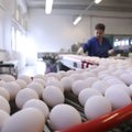 Salmonellabakteri rüüsteretke tõttu jõuab päevas poodi 5000 karpi mune vähem