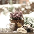 Kuidas aidata taimi lume raskuse alt välja