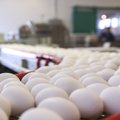 Зараженные голландские яйца обнаружили еще в нескольких странах ЕС