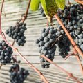 VIDEO | Tänu soojale suvele korjati Tartumaal rikkalik viinamarjasaak