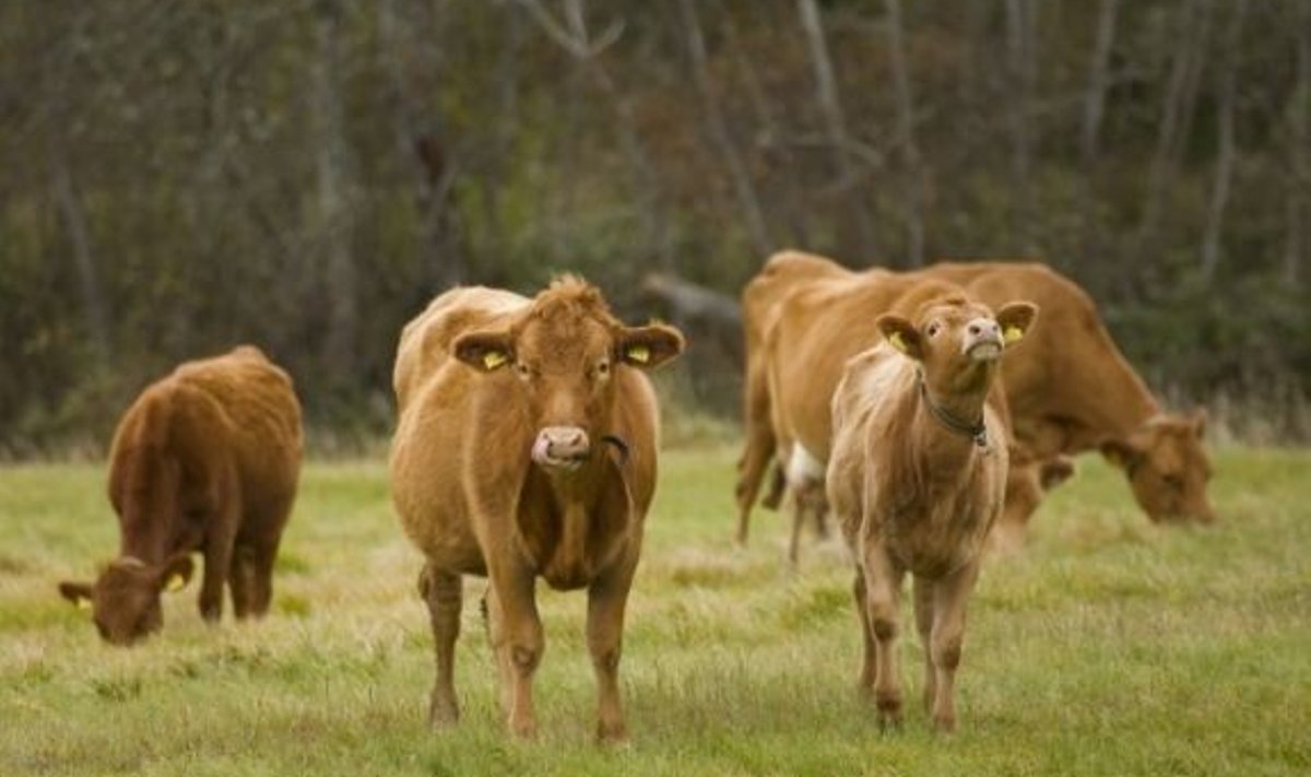 Need nudipäised lehmad on väga uudishimulikud, iseteadvad ja sageli karja liidrid.