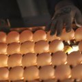 Maailma suurim toidutootja loobub puurikanade munadest